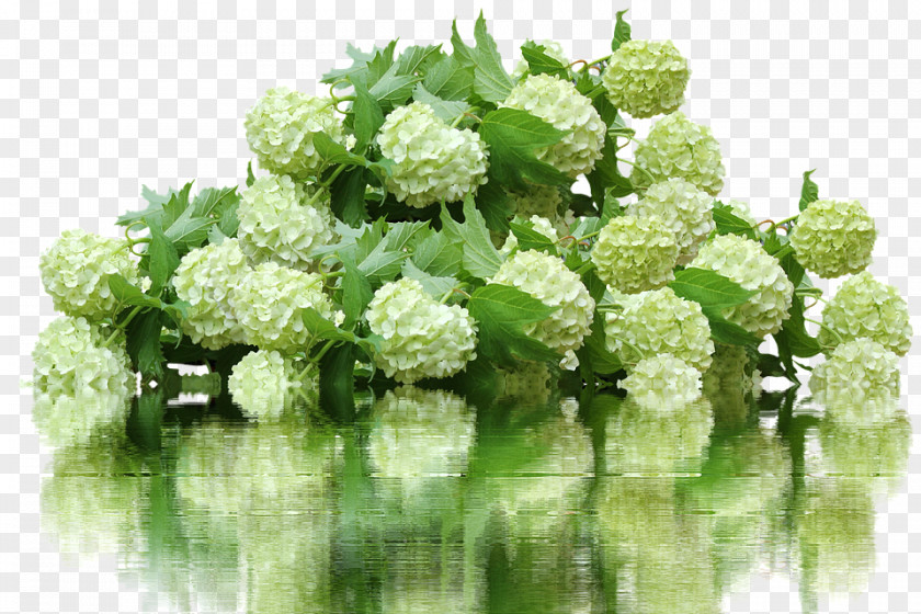 Flower French Hydrangea Garden 鉄板焼ステーキハウスマルオン PNG