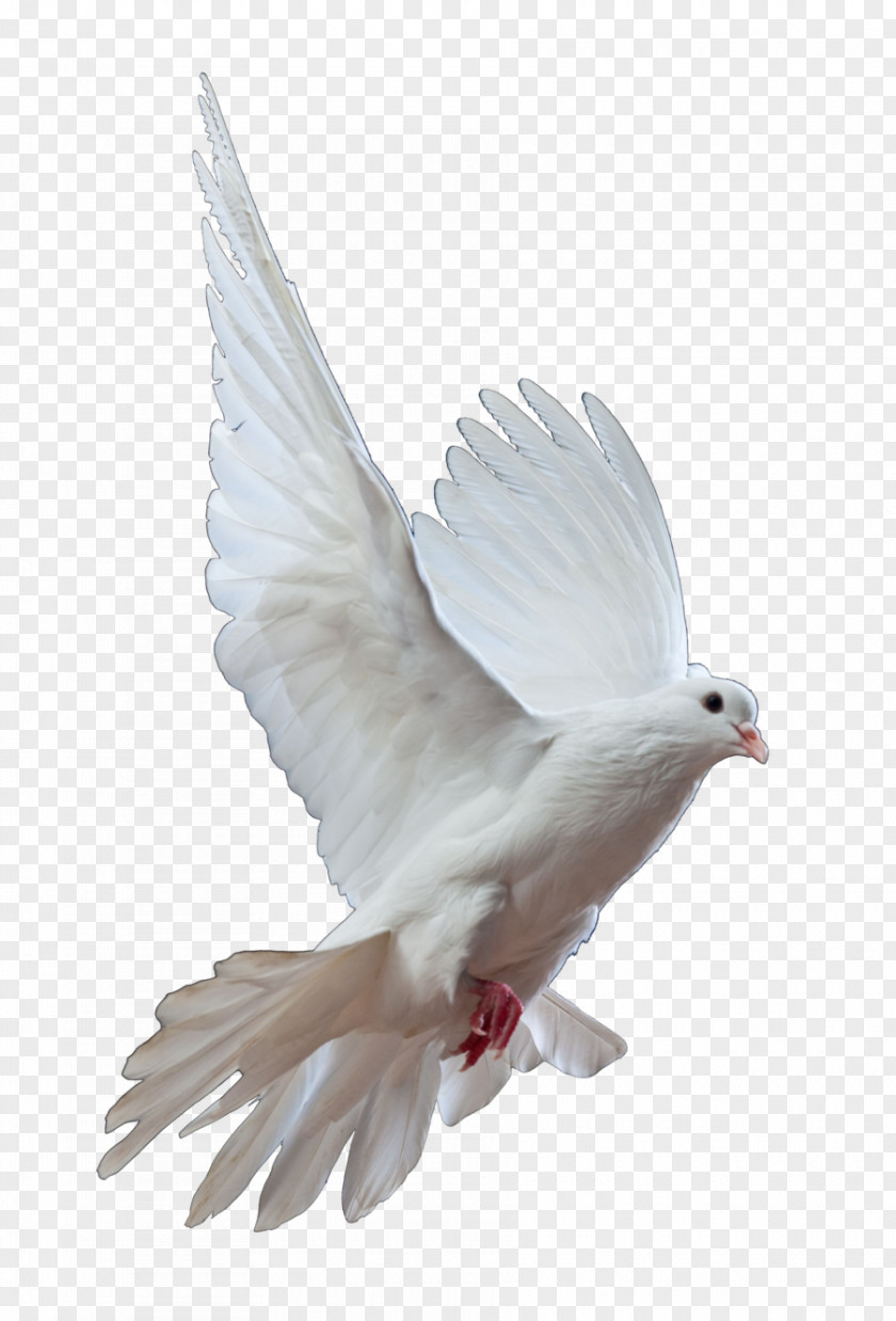 Gull Homing Pigeon Columbidae Bird Doves As Symbols Release Dove PNG