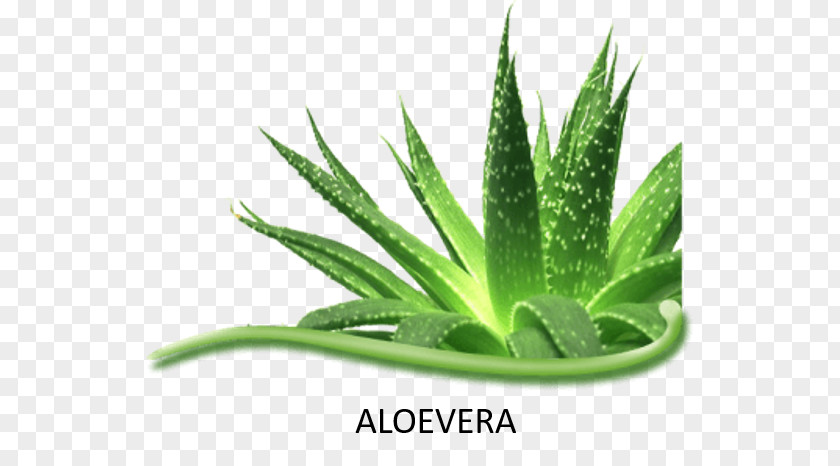 Plants Aloe Vera Spiral Asphodelaceae Succulent Plant Herbalife Herbal Concentrate PNG
