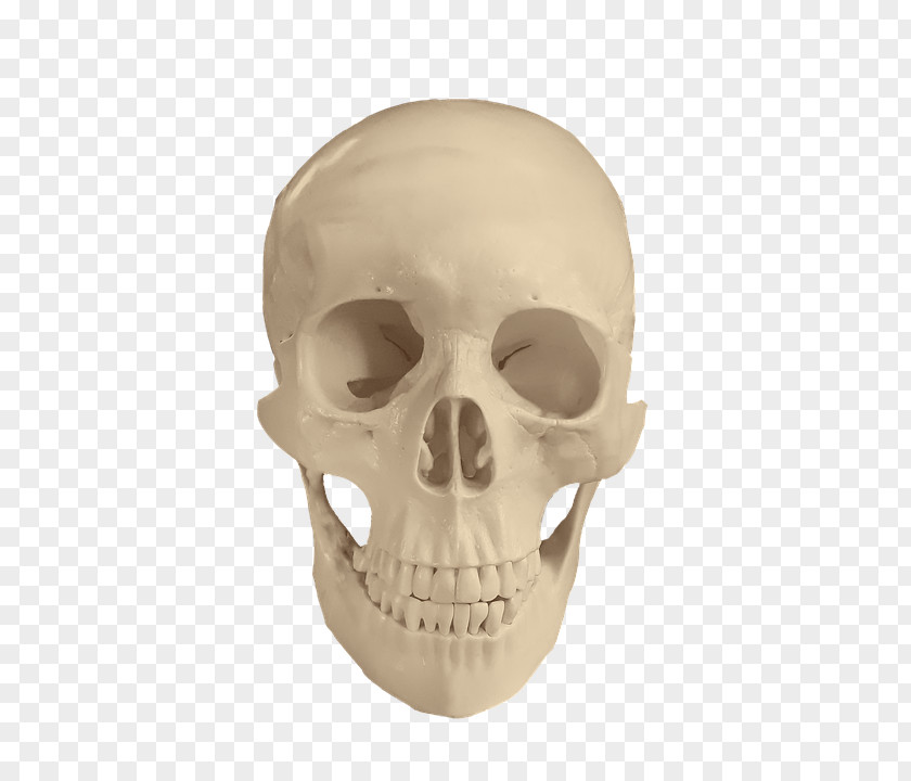 Skull Image Drawing Bone PNG