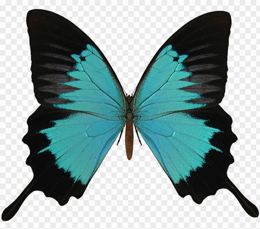 Black And Cyan Butterfly Red Caterpillar PNG