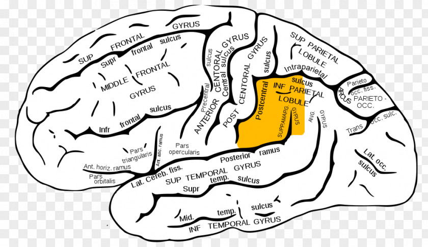 Brain Supramarginal Gyrus Angular Parietal Lobe Lobes Of The PNG