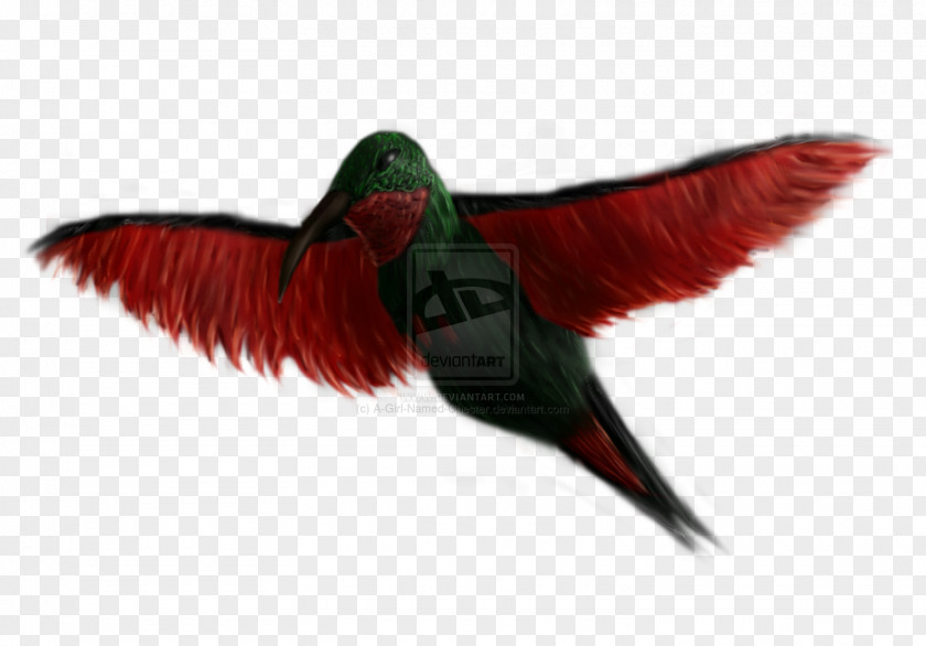 Feather Beak Hummingbird M Wing PNG