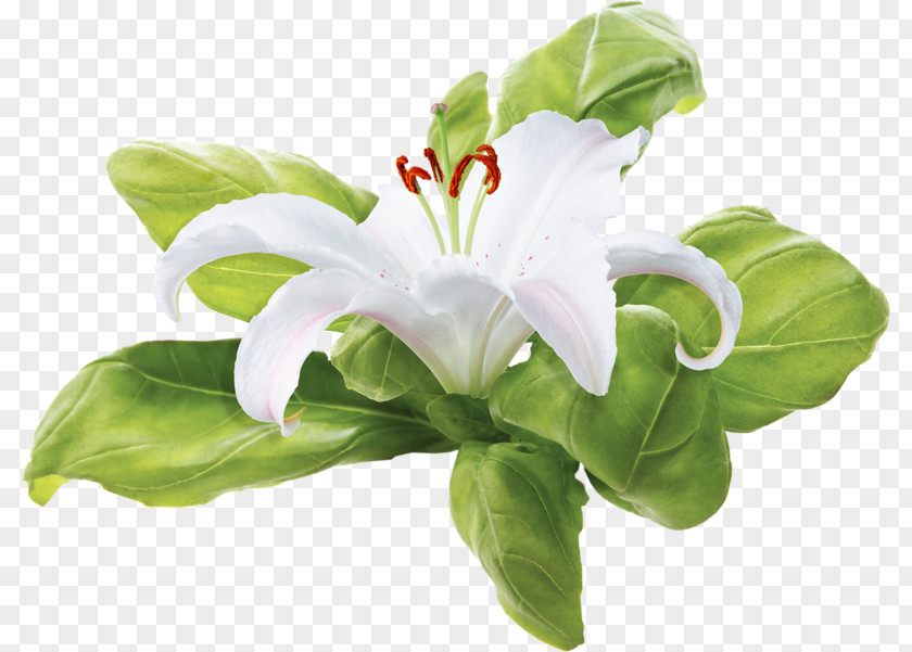 Flower Clip Art PNG