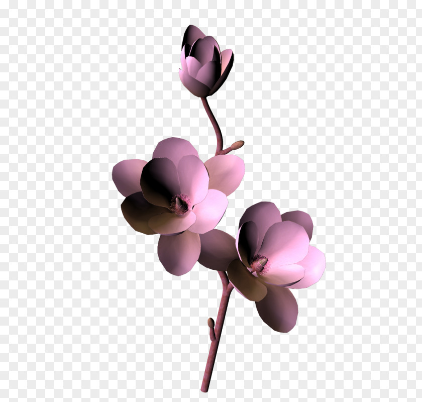 Flowers Clipart Moth Orchids Cut Pink M Magnolia Family Petal PNG