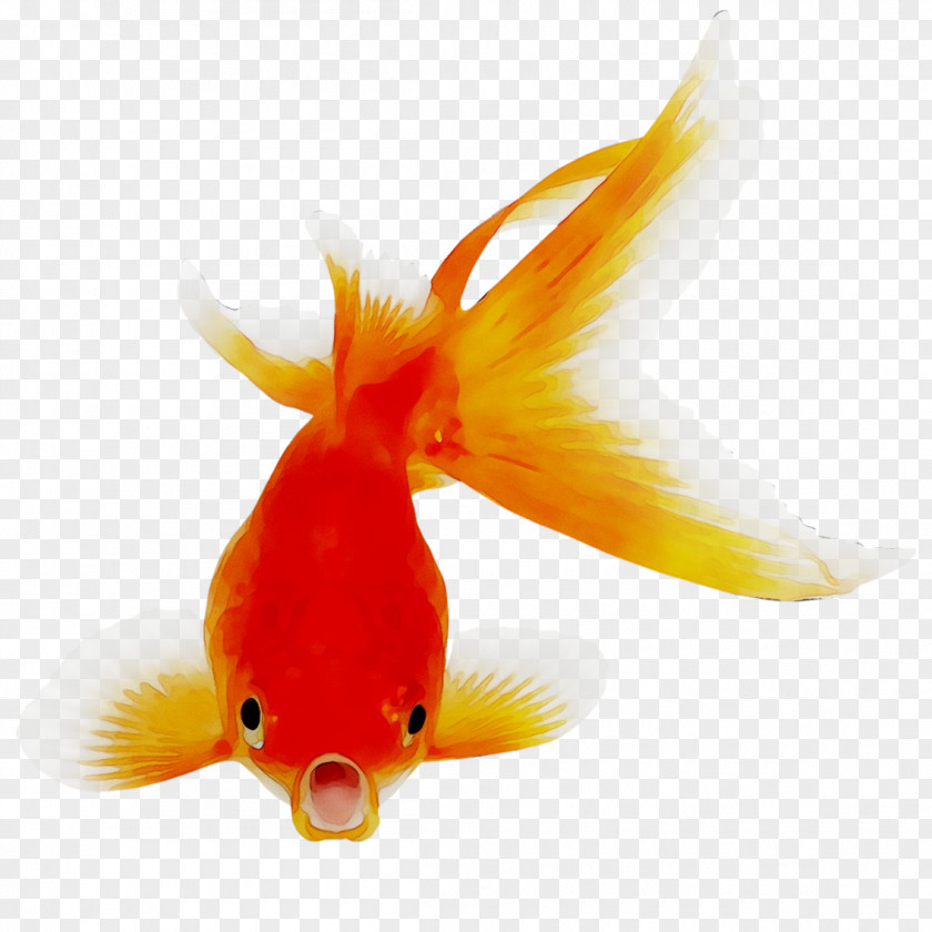 Goldfish Bony Fishes Clip Art Image PNG