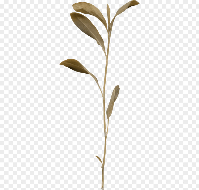 Gypsophila Paniculata tree Twig Plant Stem Leaf Plants PNG