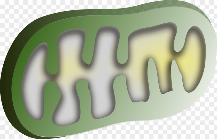 Mitochondria Chloroplast Mitochondrion Organelle Clip Art PNG