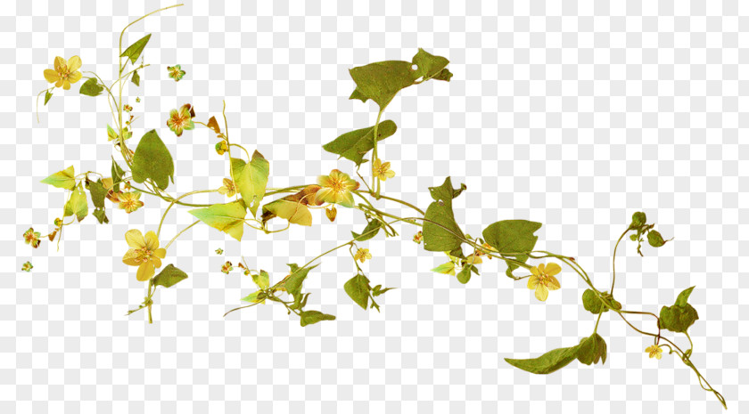 Plant Herbaceous Vine Yellow PNG