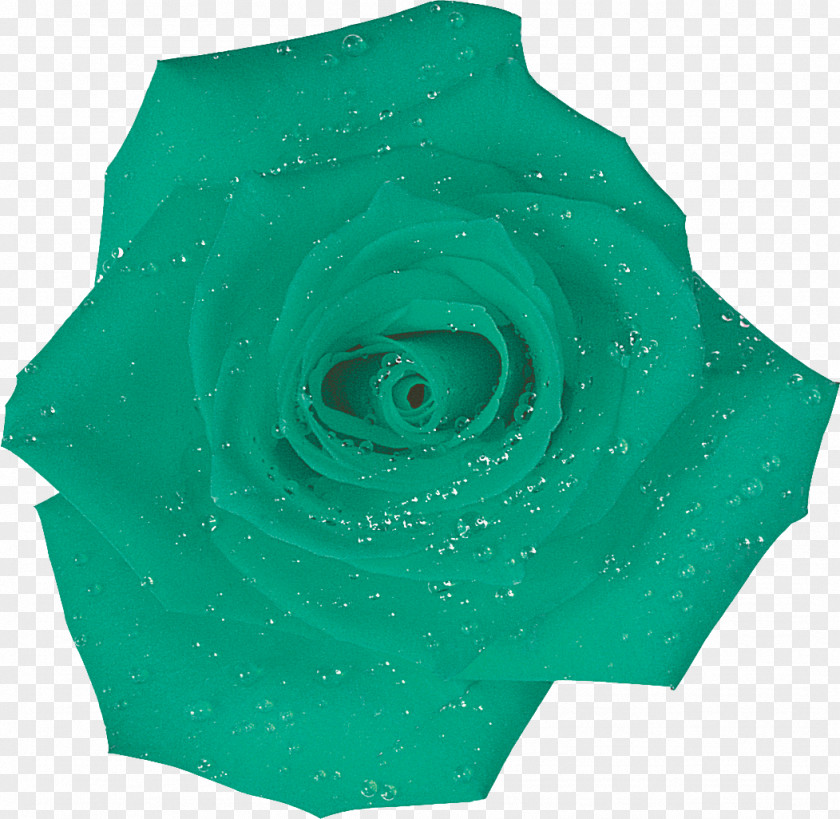 Rose Garden Roses Turquoise PNG