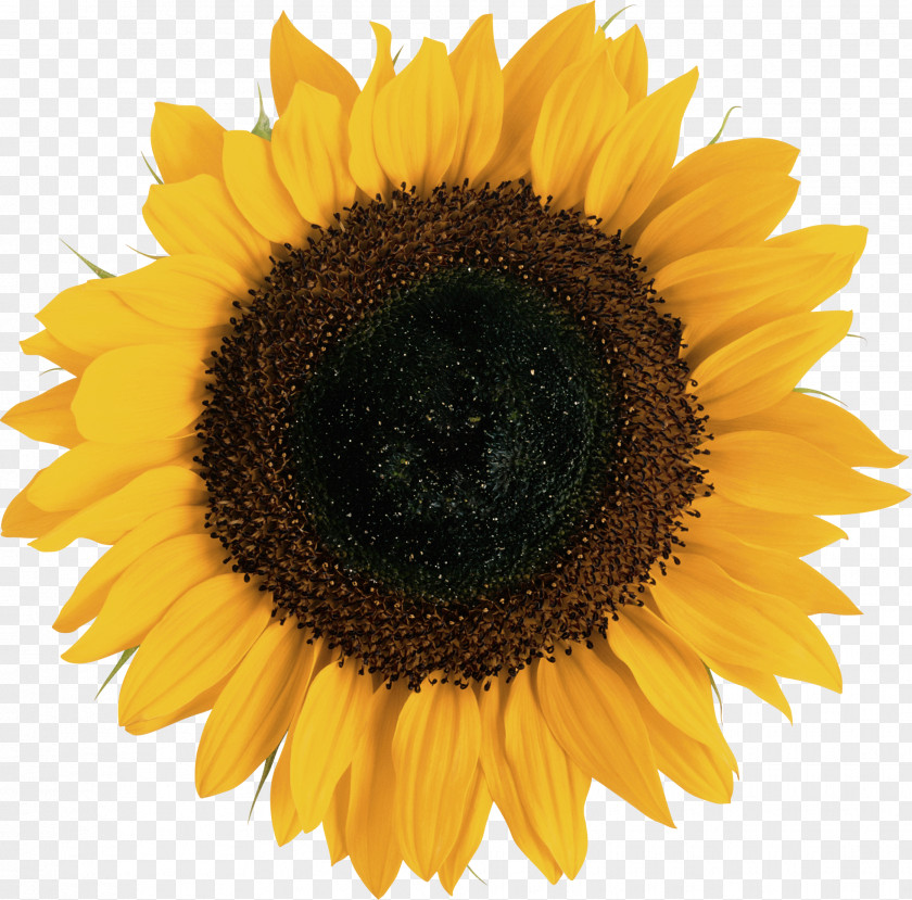 Sunflower Common Euclidean Vector Illustration PNG