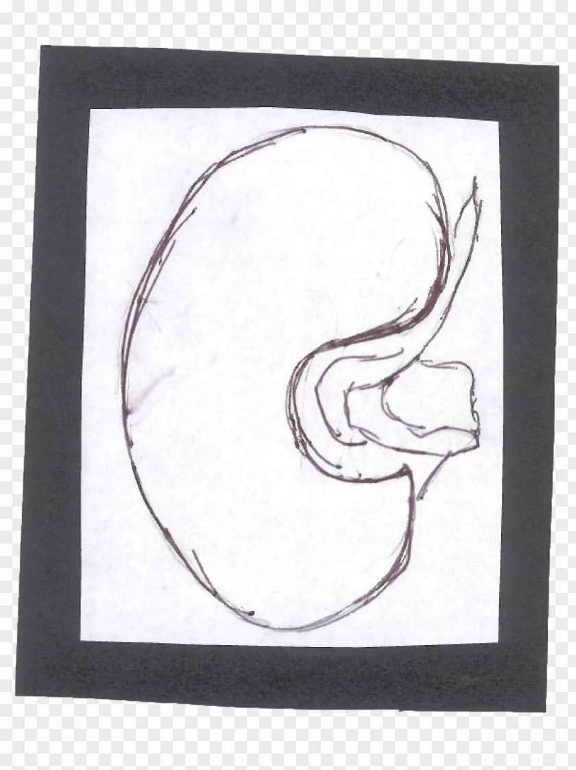 Symbol Drawing Visual Arts Kidney PNG