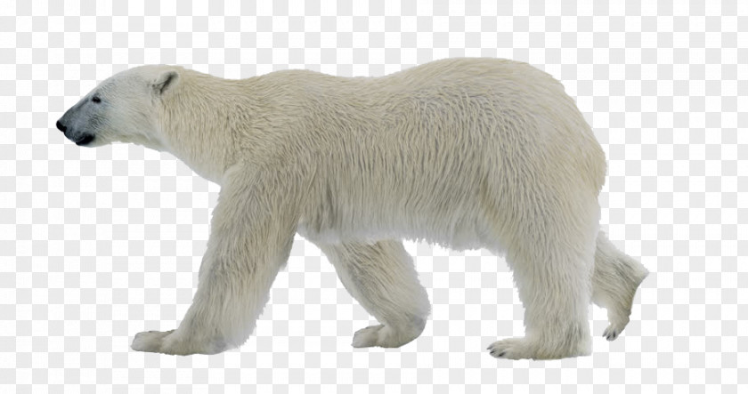 Toy Arctic Polar Bear Cartoon PNG