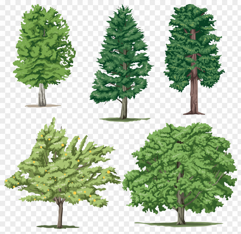 Tree Image Clip Art PNG