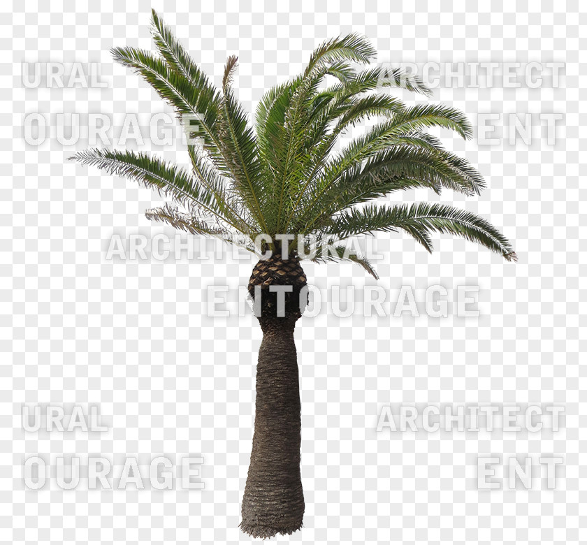 Date Palm Flowerpot Houseplant Arecaceae Plant Stem PNG