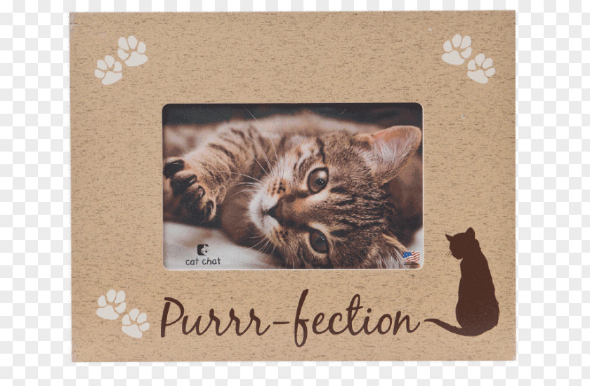 Dog Whiskers Cat Kitten Picture Frames PNG