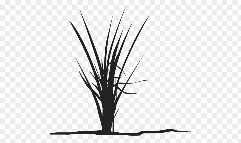 Leaf Twig Grasses Plant Stem Silhouette PNG