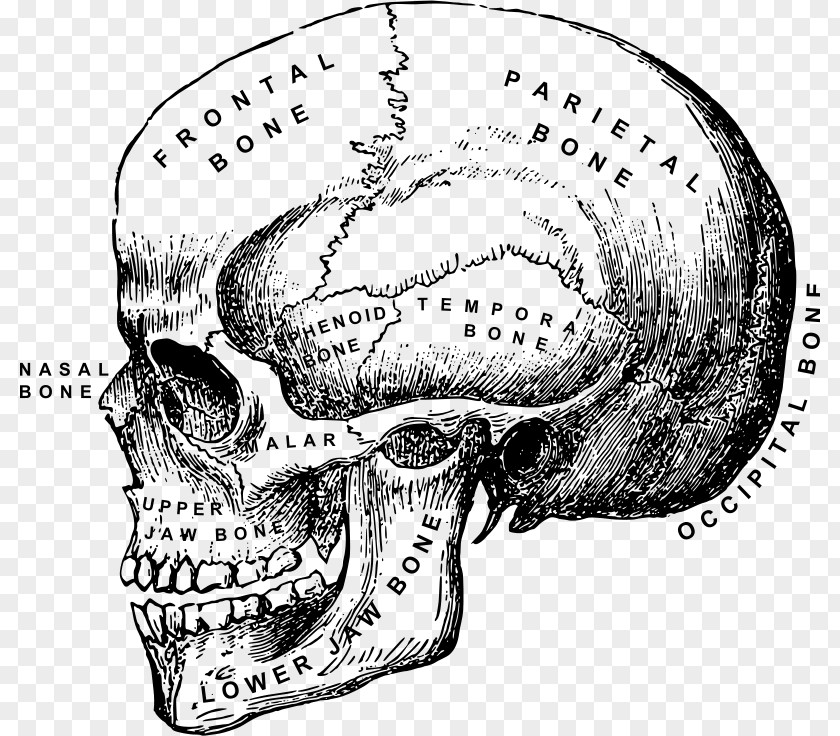 Skull Human Anatomy Body Head And Neck PNG