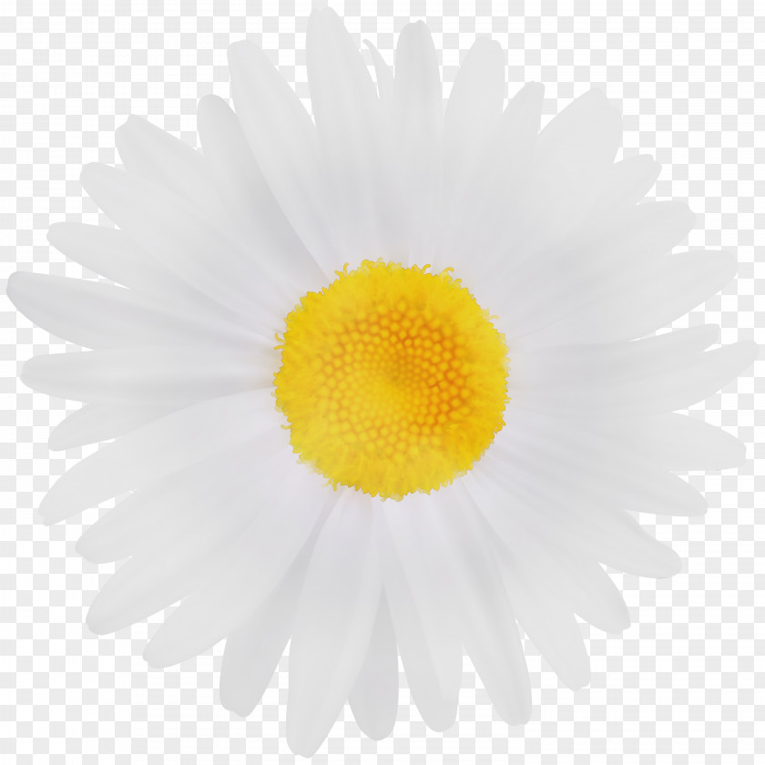 Daisy Family Pollen Watercolor Flower Background PNG