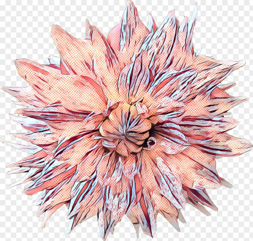 Drawing Protea Pink Flower Leaf Plant Peach PNG