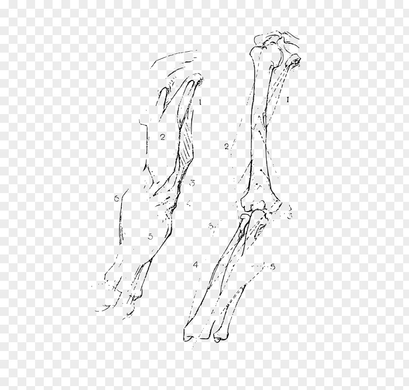 Anatomy Drawing Finger Bone Arm Human Body PNG
