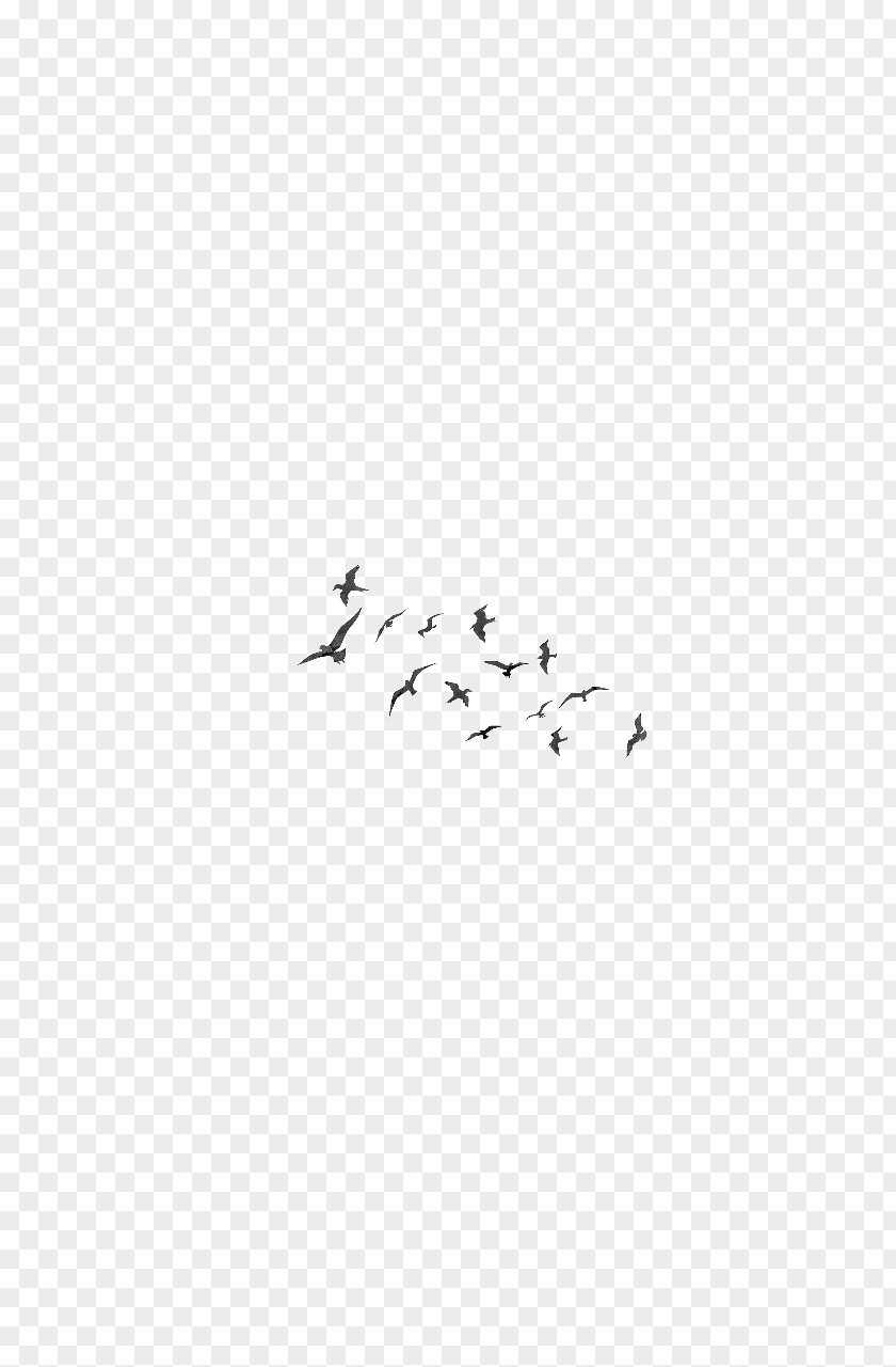 Bird's Nest Cut-off Bird Migration Parrot Flock Clip Art PNG