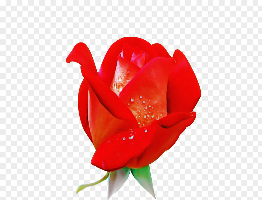 Garden Roses PNG