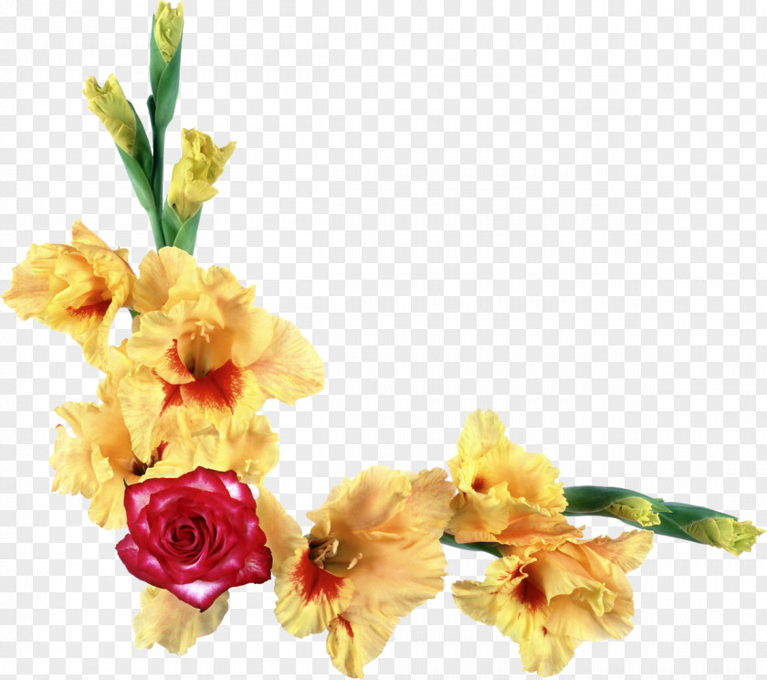 Gladiolus Flower Red Yellow PNG