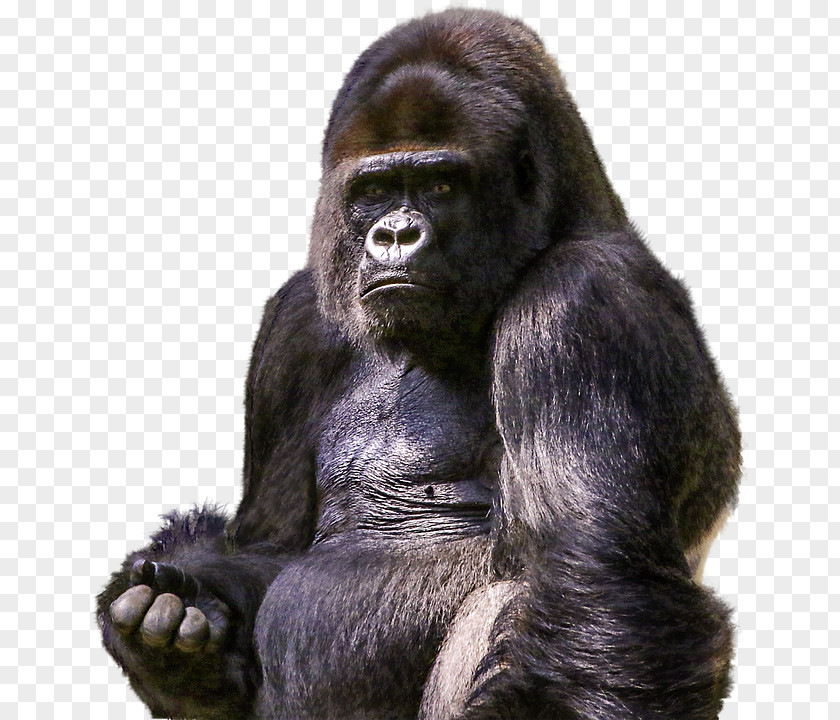 Gorilla Ape Chimpanzee Primate PNG