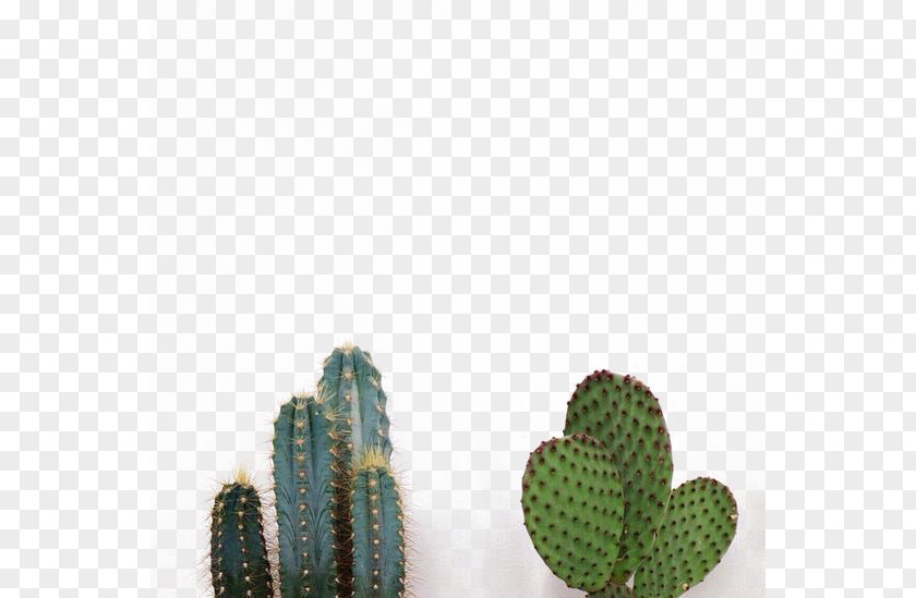 Bonsai Cactus Cactaceae Succulent Plant PNG