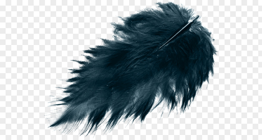 Feather Bird Black Color PNG