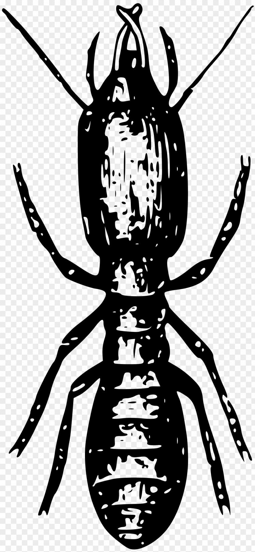 Insect Termite Clip Art PNG