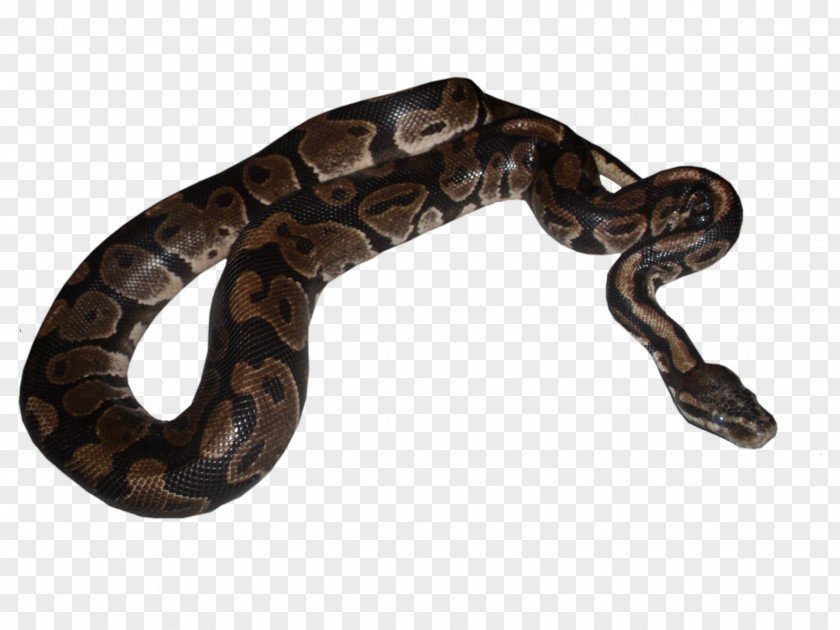 Snake Boa Constrictor Rattlesnake Vipers Kingsnakes PNG
