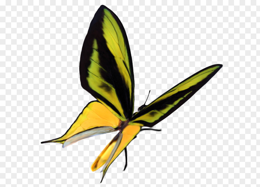 Creative Butterfly Garden Monarch Moth Clip Art PNG