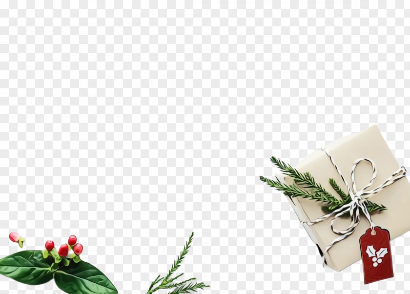 Cut Flowers Flowering Plant Holly PNG