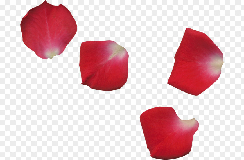 Flower Petal Transparency And Translucency Garden Roses PNG