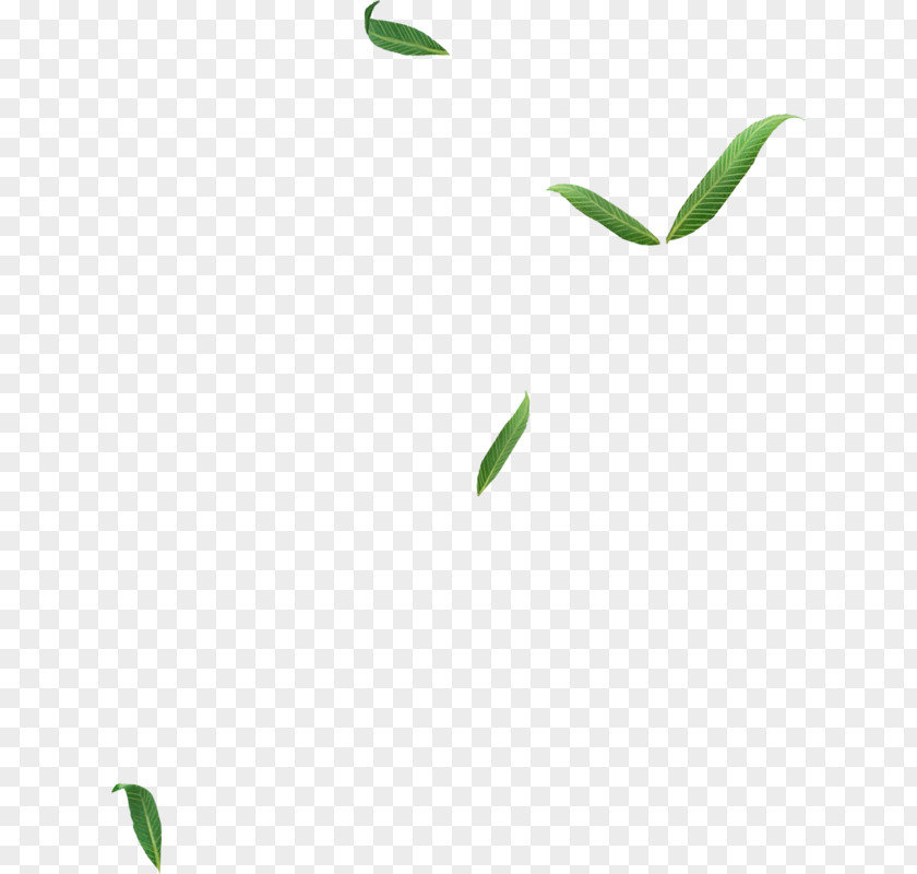 Leaf Logo Plant Stem Line Font PNG