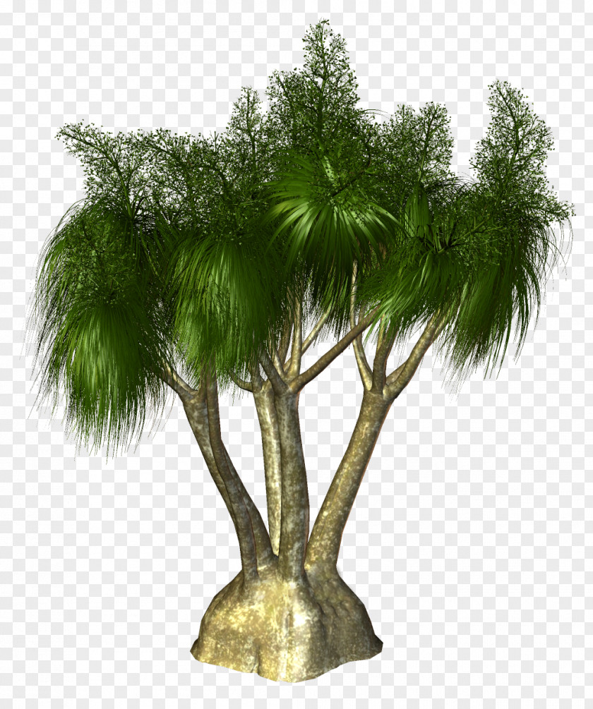 Palm Trees Clip Art Stock.xchng Illustration PNG