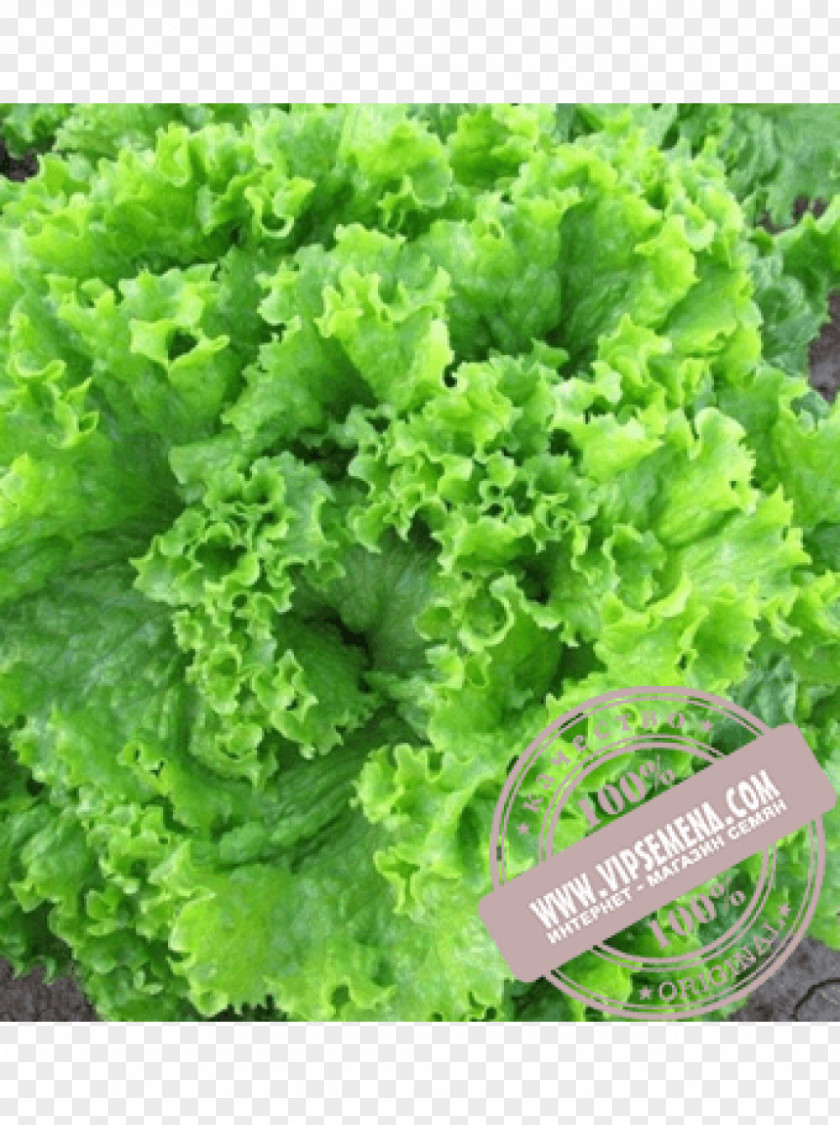 Salad Seed Leaf Lettuce Enza Zaden Cultivar PNG