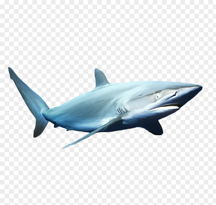 Shark Skeleton Great White Blue Common Bottlenose Dolphin Fin Soup Mackerel Sharks PNG