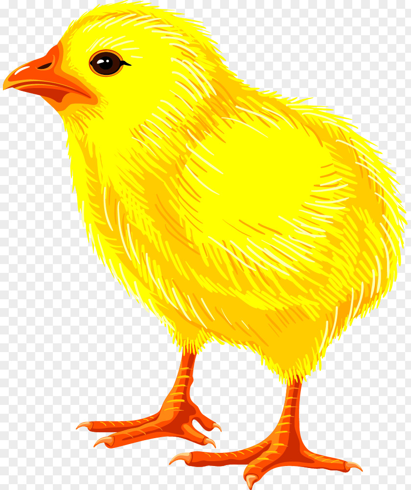 Chick Chicken Drawing Royalty-free PNG