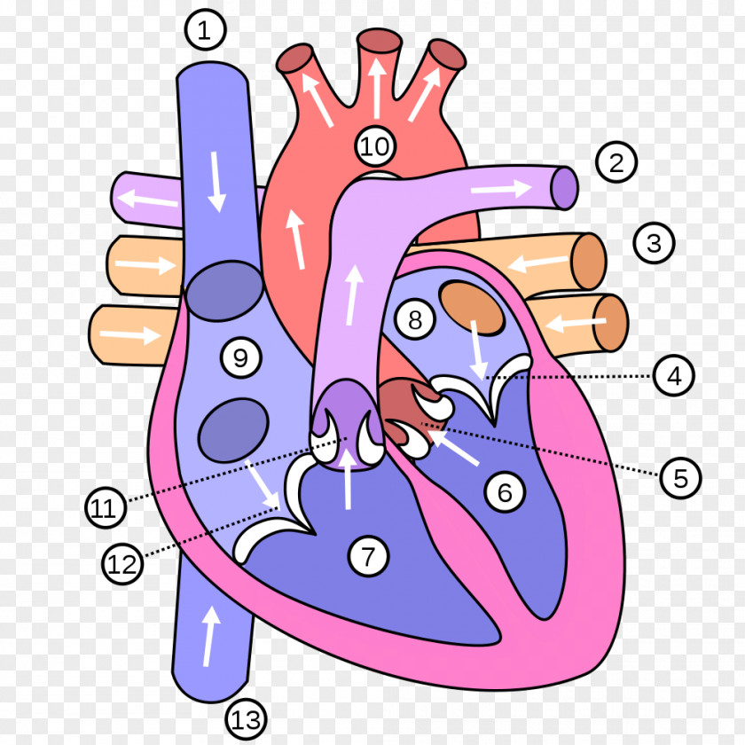 Heart Attack Human Body Anatomy Diagram Vein PNG