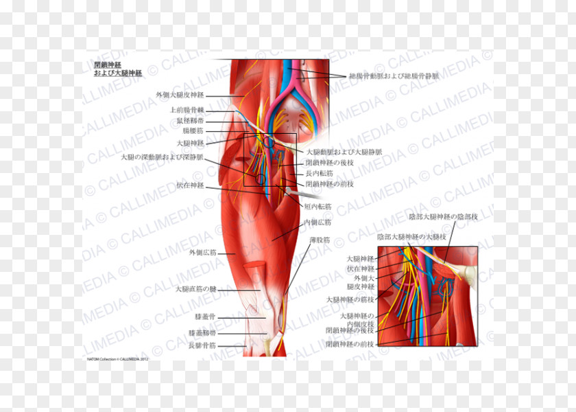 Nervous System Obturator Nerve External Muscle Femoral Internal PNG