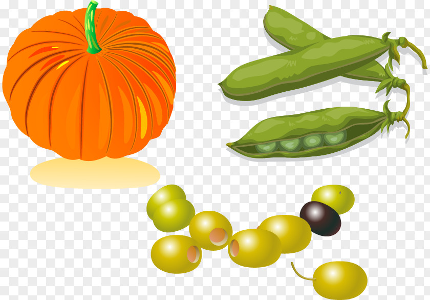 Pumpkin Beans Vector Material Snow Pea Edamame Vegetarian Cuisine Bean PNG