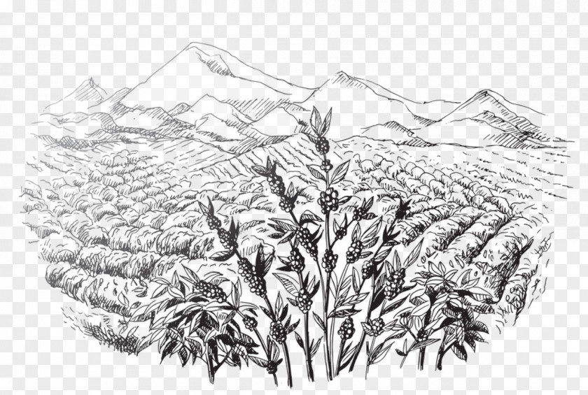 Tree Line Art Drawing Of Family PNG