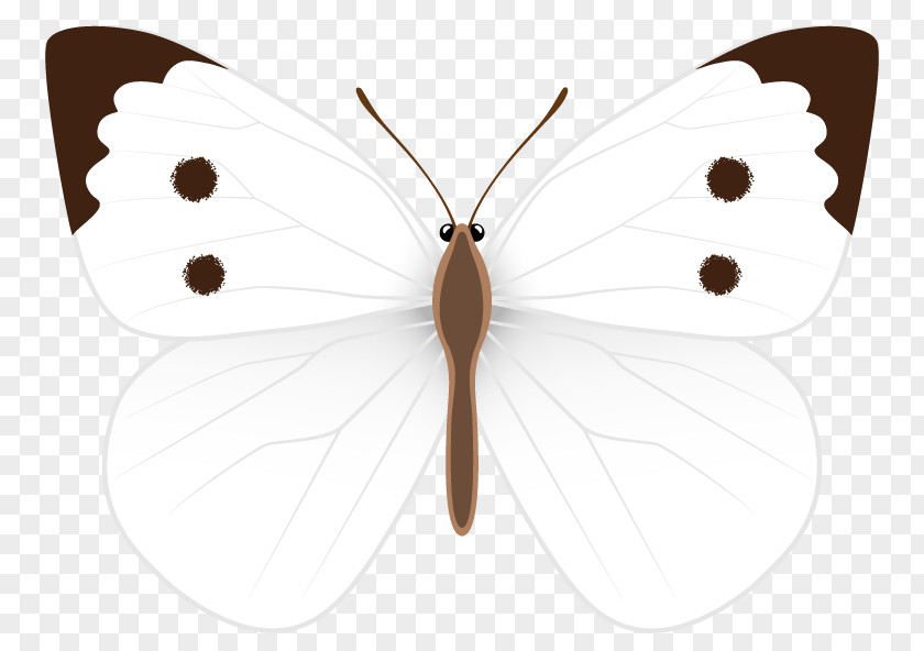 White Butterfly Clipart Image Nymphalidae Moth Pieridae Wing PNG