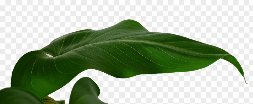 Banana Leaf Leaves Musa Basjoo PNG