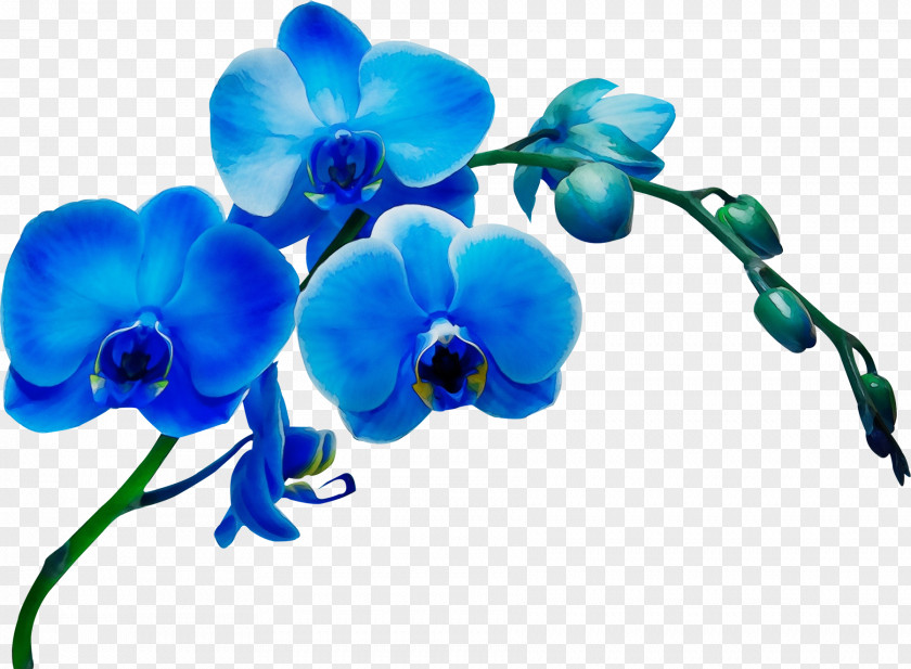 Branch Orchid Blue Flower Moth Plant Petal PNG