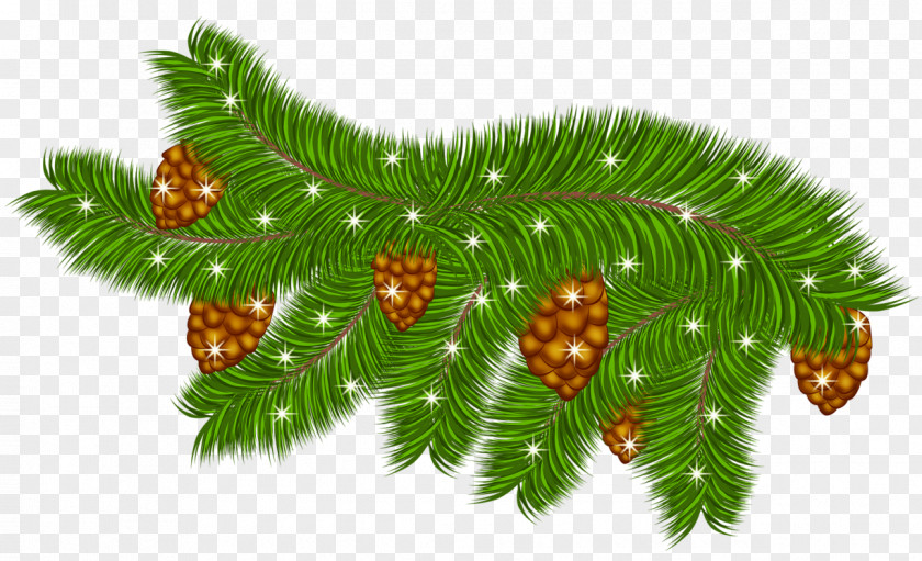 Christmas Leaves Cliparts Pine Conifer Cone Branch Clip Art PNG