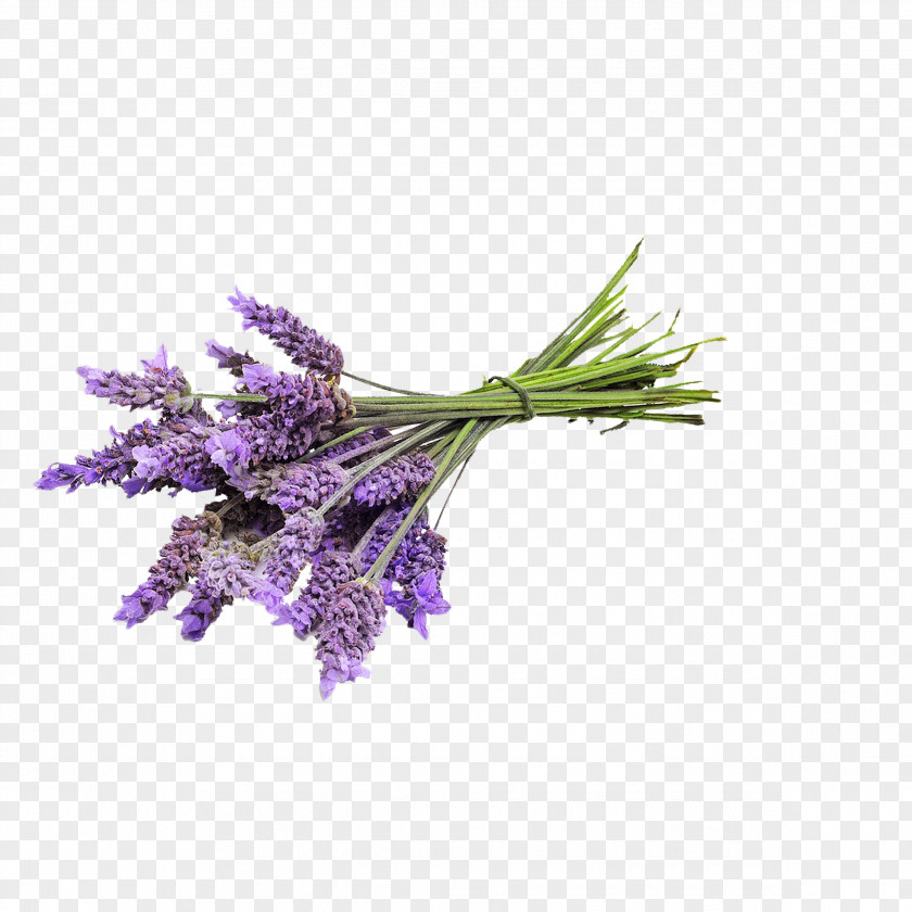 Lavender English Essential Oil Young Living PNG